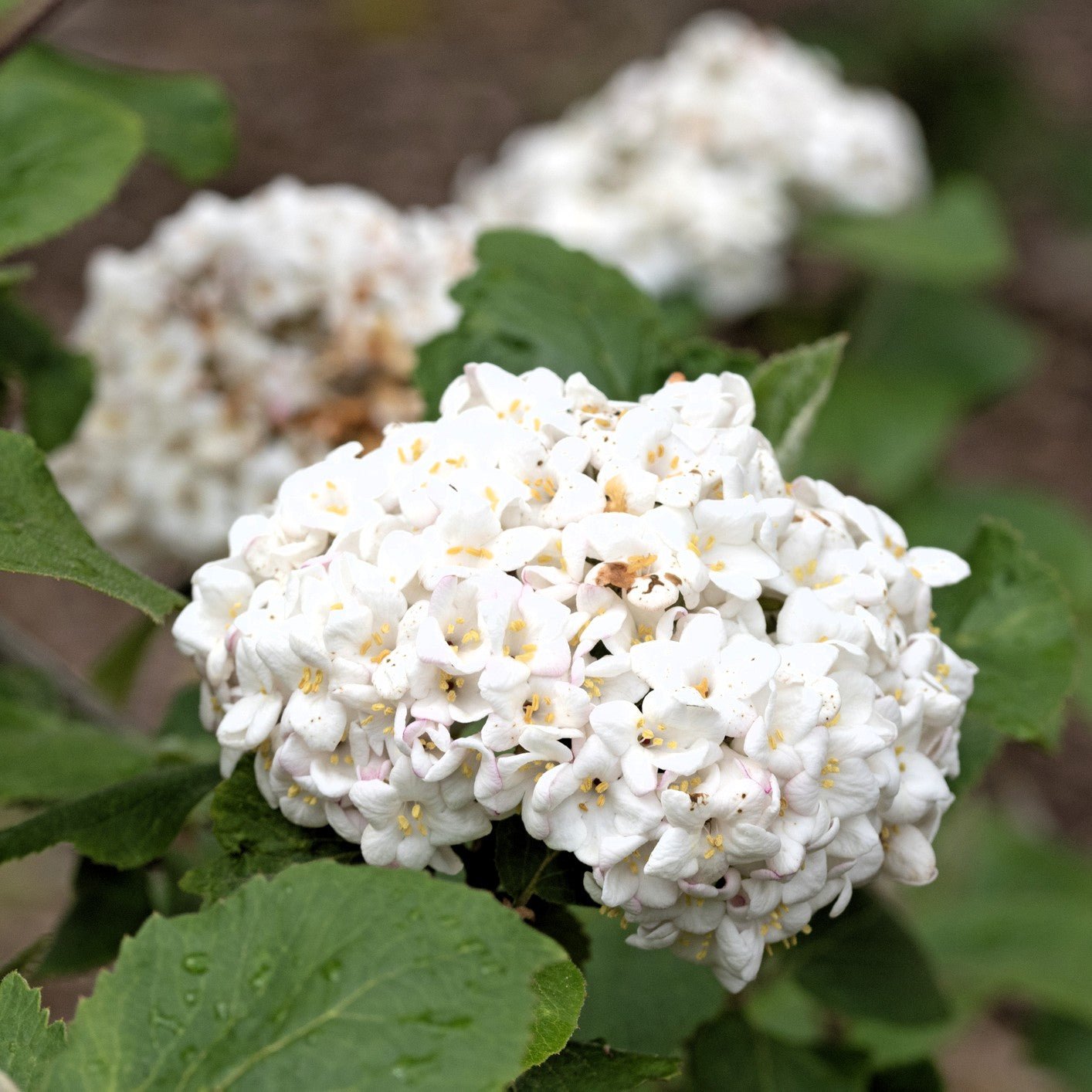 "Easy care" plants for the horticulturally challenged!