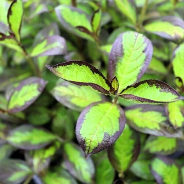 From Bare to Beautiful - 9 Best Groundcovers to Plant Now!