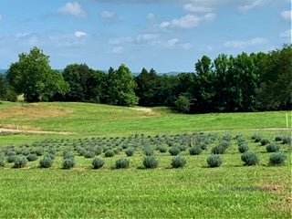 Greenwood Nursery Lavender Plants Perfect for Jamestown Ranch