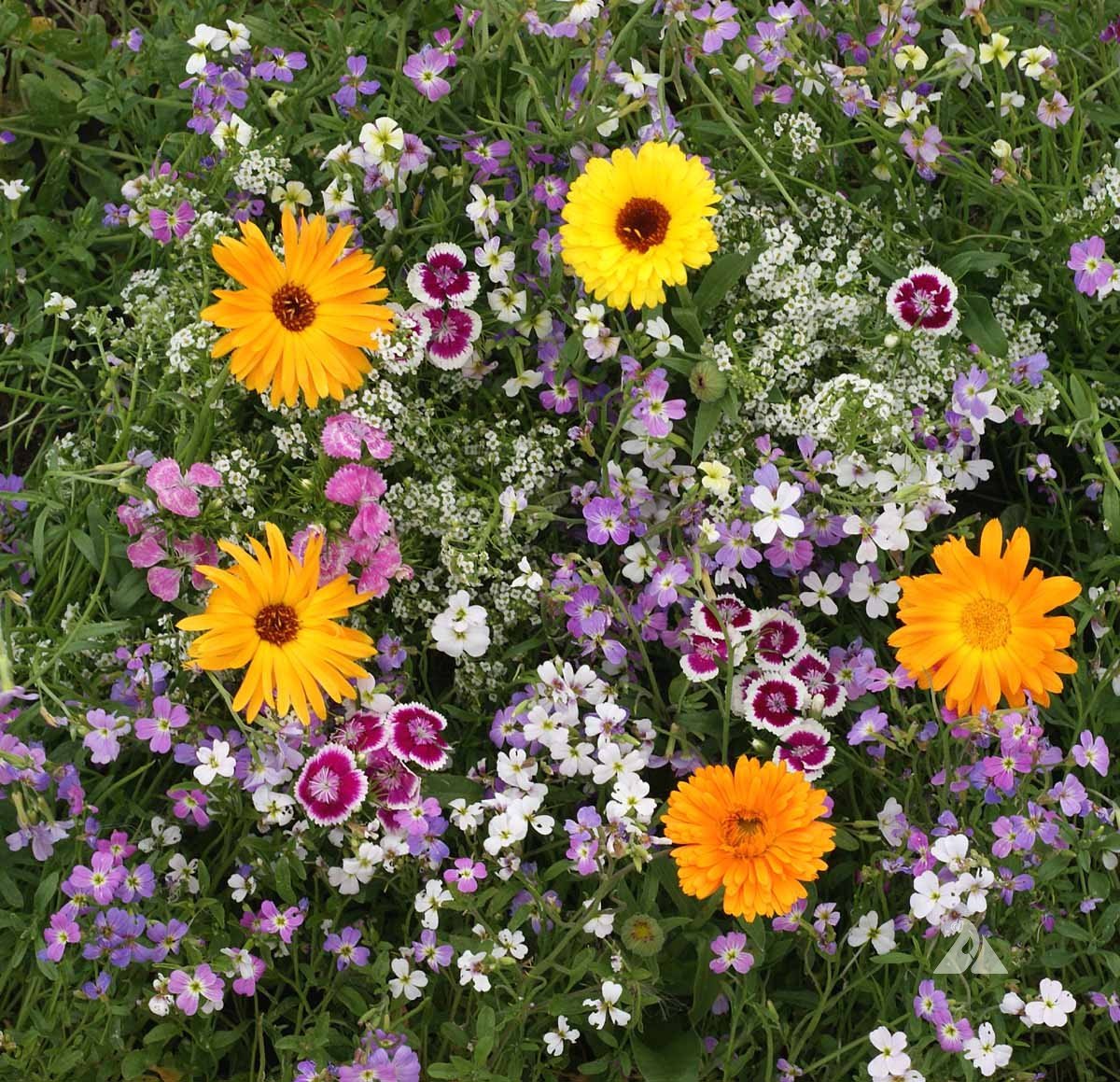 Wildflower Seeds | Greenwood Nursery