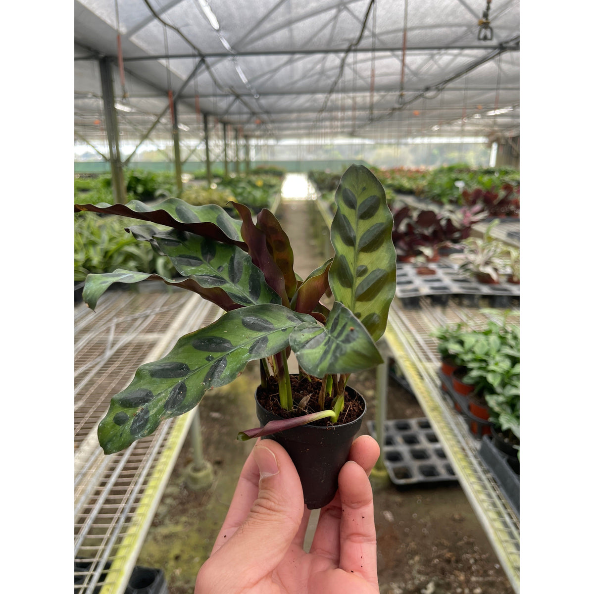 Rattlesnake Plant (Calathea lancifolia)