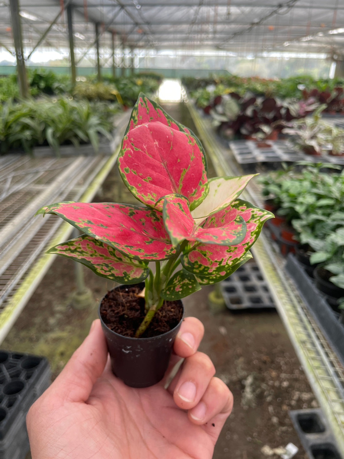 Aglaonema 'Lady Valentine' (Chinese Evergreen)