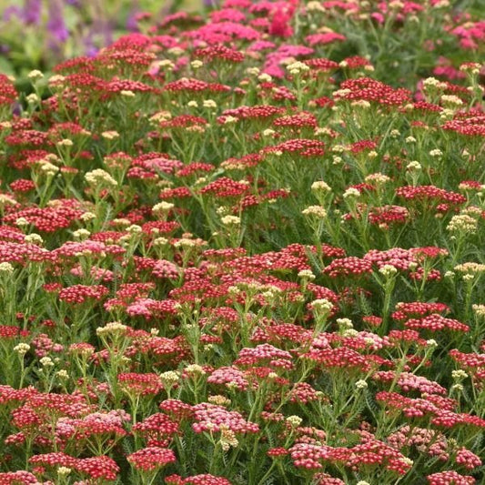 New Vintage Red Yarrow