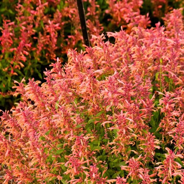 Pollinator-friendly Agastache 'Guava Lava' attracting hummingbirds and butterflies to a summer garden