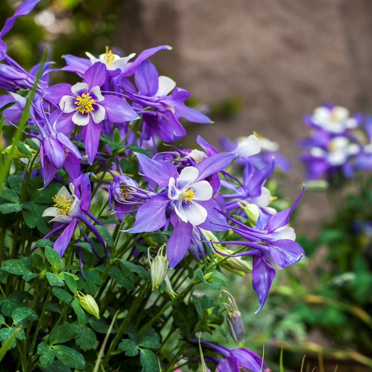 "Close-up of Kirigami™ Deep Blue & White Columbine attracting hummingbirds, butterflies, and bees."