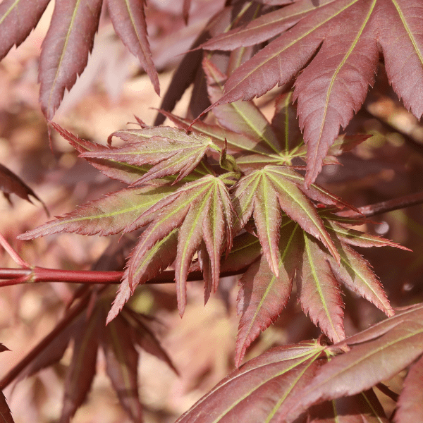 Close-up of Hot Chana Japanese Mapleβs brilliant scarlet foliage in autumn