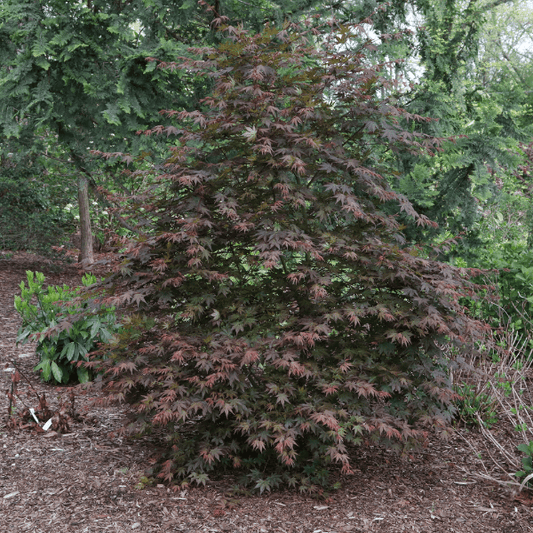 Hot Chana Japanese Maple adding vibrant color and visual appeal to a garden."