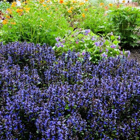 Greenwood Nursery Ajuga Blueberry Muffin for Edging and Erosion Control"