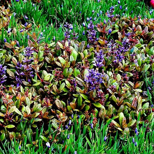 Evergreen Dense Foliage of Ajuga 'Blueberry Muffin'"