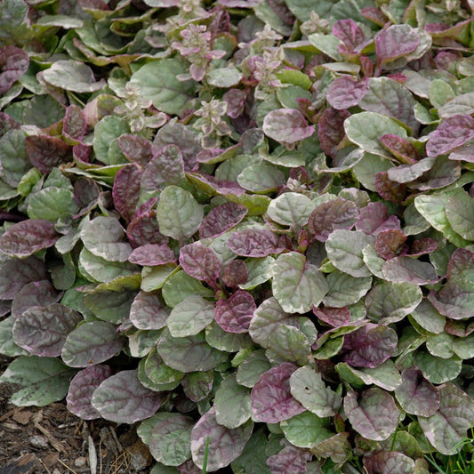 "Close-up of cream and maroon variegated leaves of Burgundy Glow Ajuga"