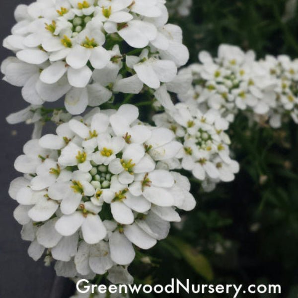 Close-up of Alexander's White Candytuft's white flowers against evergreen foliage
