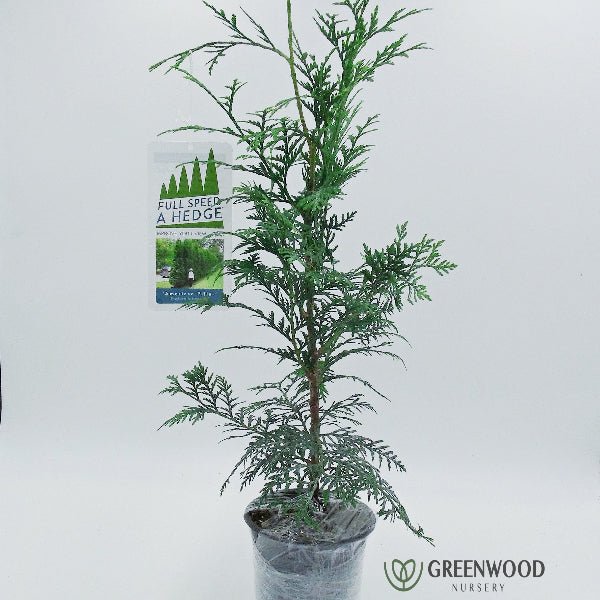 "Close-up of 'American Pillar' Arborvitae actual size for shipping