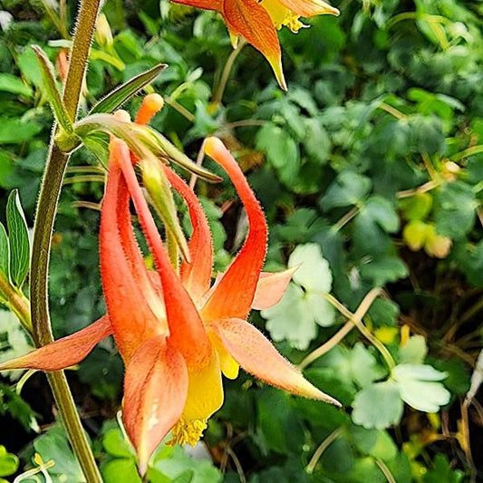 Wild Red Columbine with vibrant red flowers in a garden setting