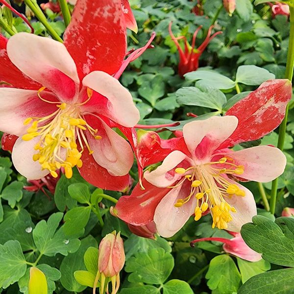 Aquilegia 'Kirigami Red and White' (Columbine)