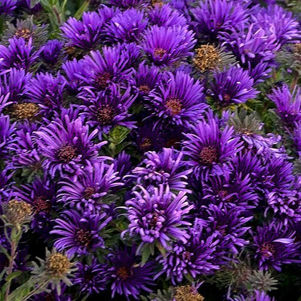 Close-up of purple aster flowers with green leaves