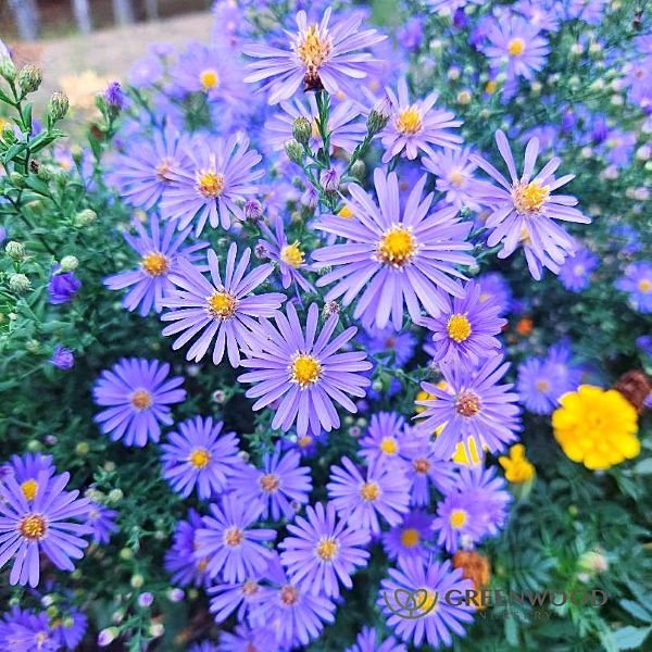 October Skies Aster in full bloom with vibrant sky-blue flowers and yellow centers