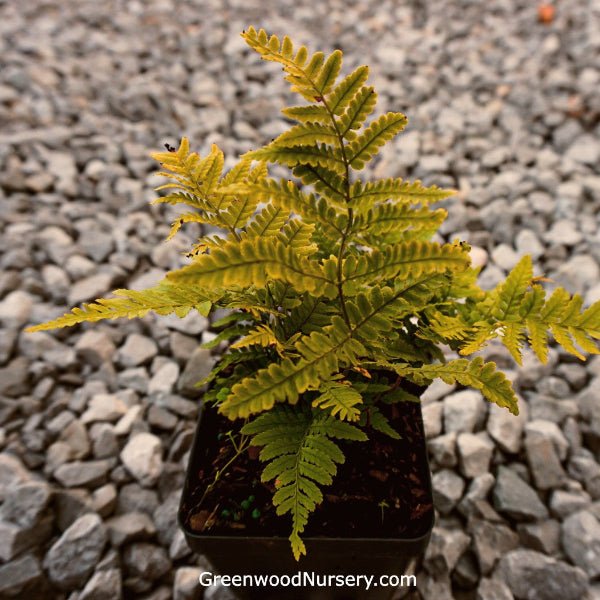 Close-up of Autumn Brilliance Fern's copper-bronze and green fronds ready to ship