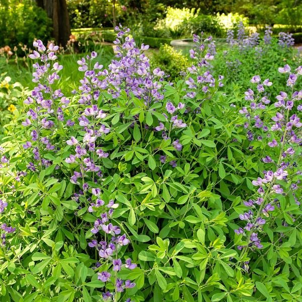 Non-Invasive Hardy Blue False Indigo in Cottage and Prairie Gardens"
