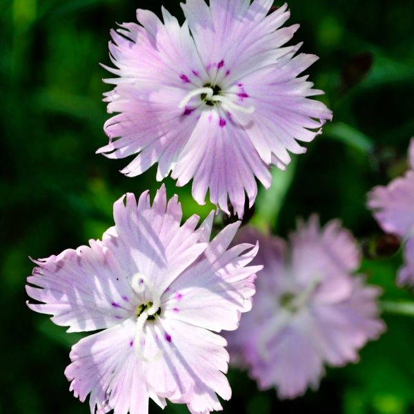 Bath's Pink Dianthus with Fragrant Pink Blooms and Blue-Green Foliage