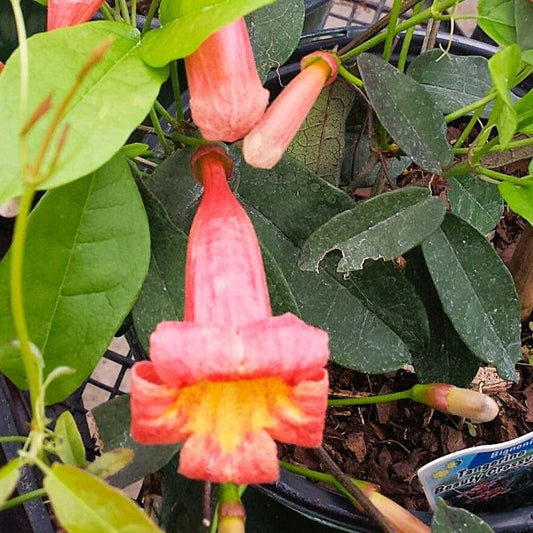 Bignonia Tangerine Beauty Crossvine