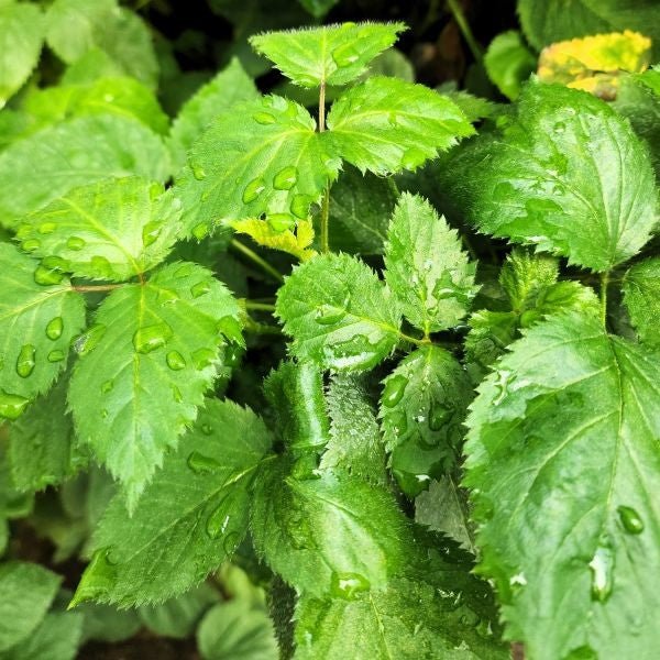 Blackberry Apache potted Tissue culture plants