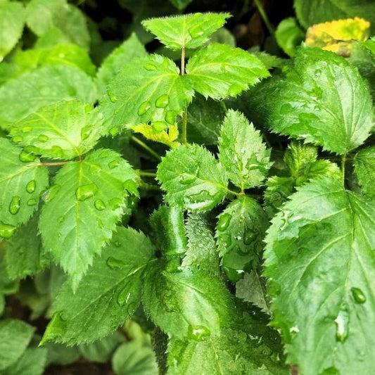 Blackberry Apache potted Tissue culture plants