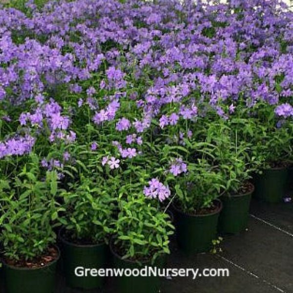 Close-up of Blue Moon Woodland Phlox's lilac-blue flowers atop green foliage