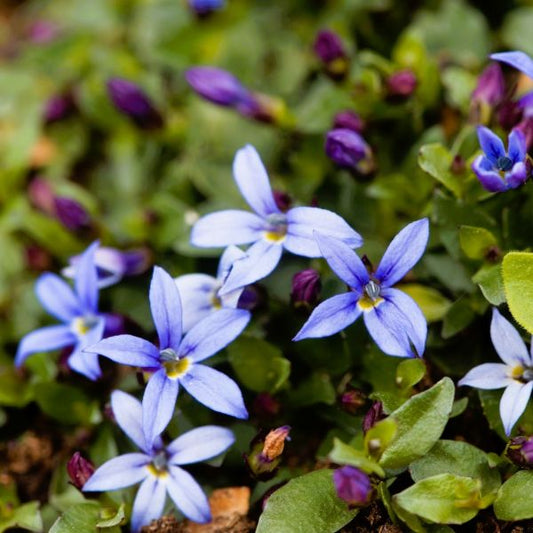 Evergreen Ground Cover for Fairy Gardens and Containers"