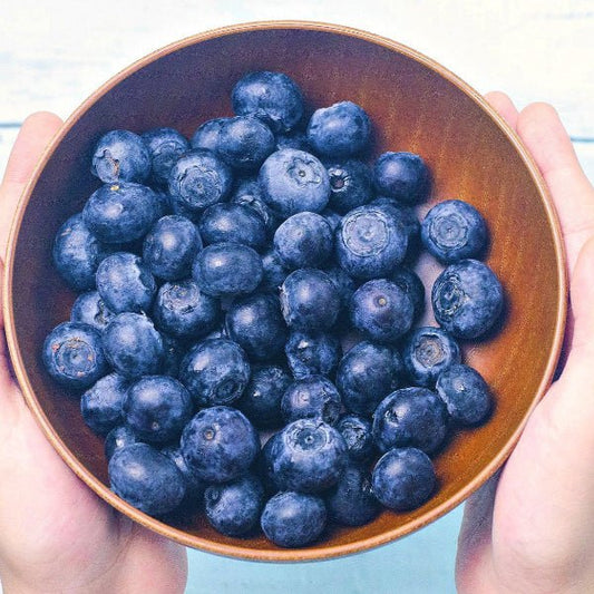 "Harvest of large Chandler Blueberries from garden"