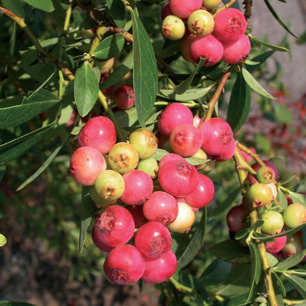 "Pink Lemonade Blueberry Bush with sweet pink blueberries"