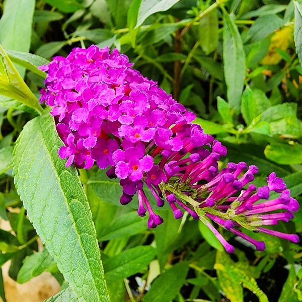 Buttlerfly bush close up of red cone shape flower