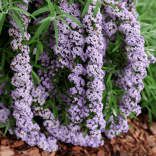 "Mop Top Butterfly Bush with cascading lavender blooms"