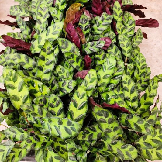 Close-up of a green and purple leafed plant with a neutral background