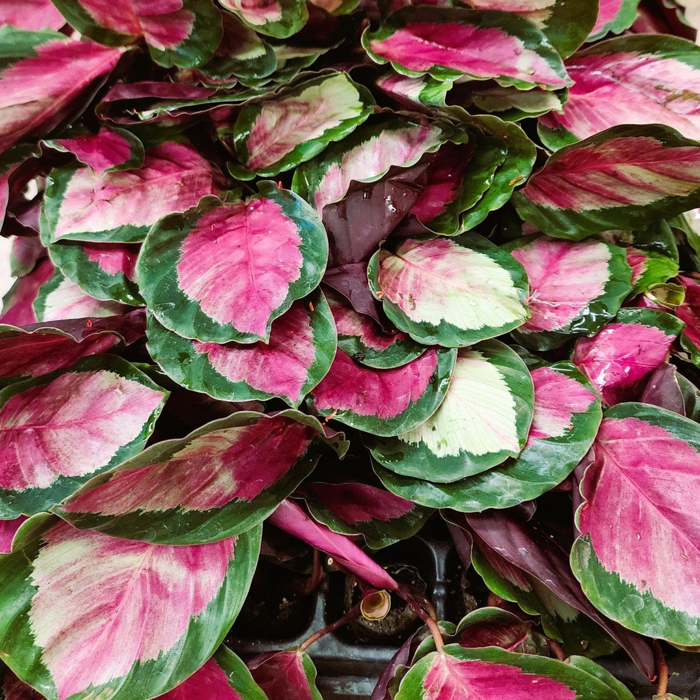 Healthy Calathea 'Rosy' plant shipped in pint-size container from Greenwood Nursery mail-order service"