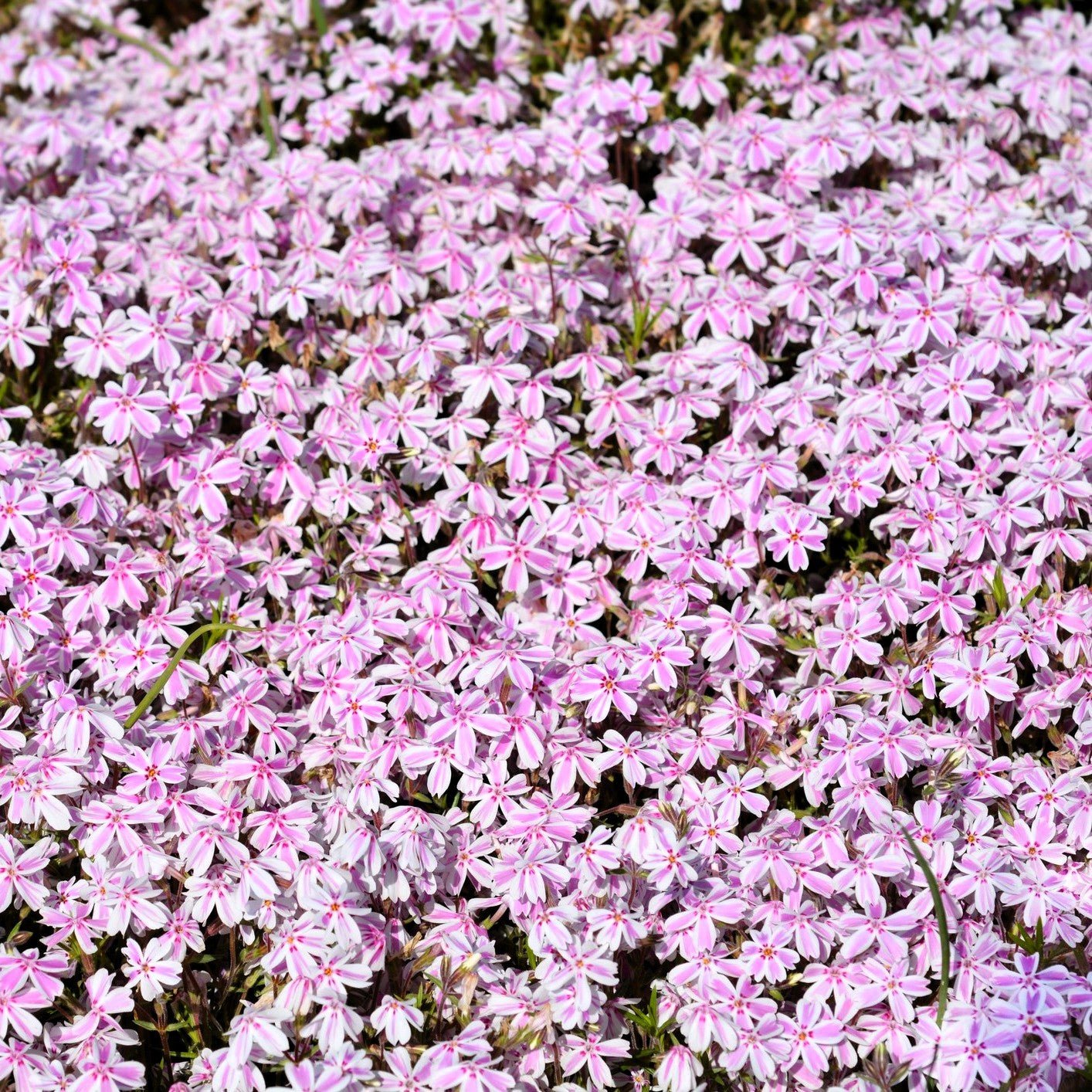 Candy Stripe CREEPING PHLOX bed of in the garden