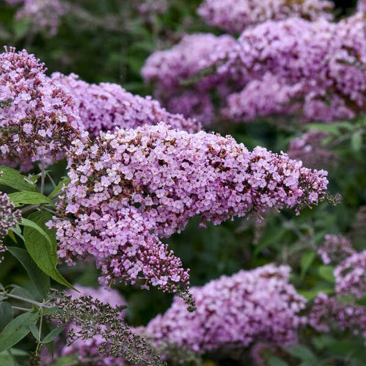 "Pink Cascade II Buddleia with cascading apple-blossom pink flowers"