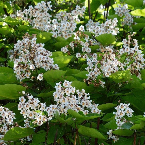 "Catalpa Tree in full bloom with white orchid-like flowers