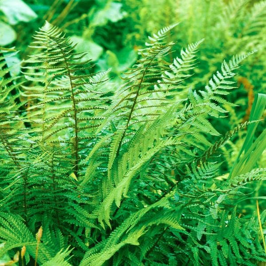 Christmas Ferns with Leathery Evergreen Lance-Shaped Fronds