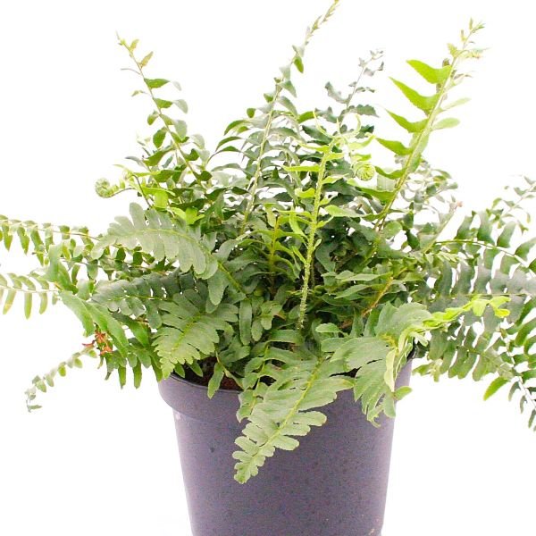 Greenwood Nursery Potted and Bare Root Christmas Ferns for Woodland Gardens