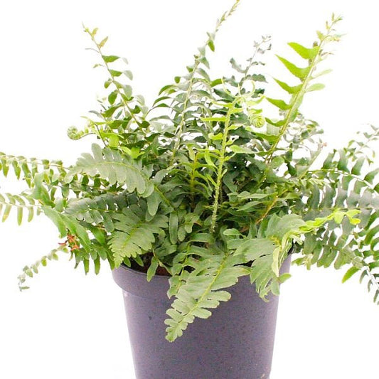 Greenwood Nursery Potted and Bare Root Christmas Ferns for Woodland Gardens