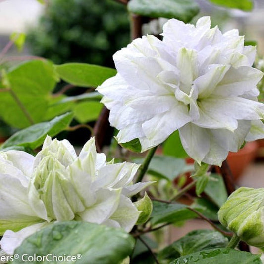 "Diamond Ball Clematis with cool, white double blooms"
