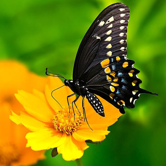 Coreopsis auriculata 'Nana'