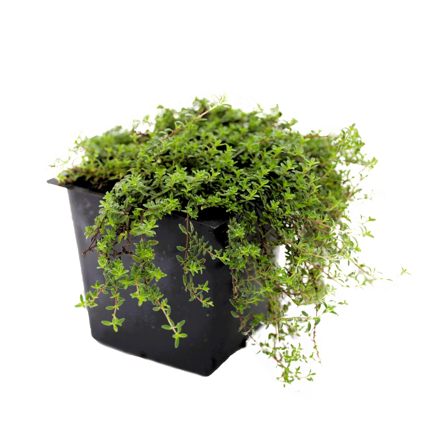 Close-up of Red Creeping Thyme's tiny, deep green leaves and striking pinkish-red blooms