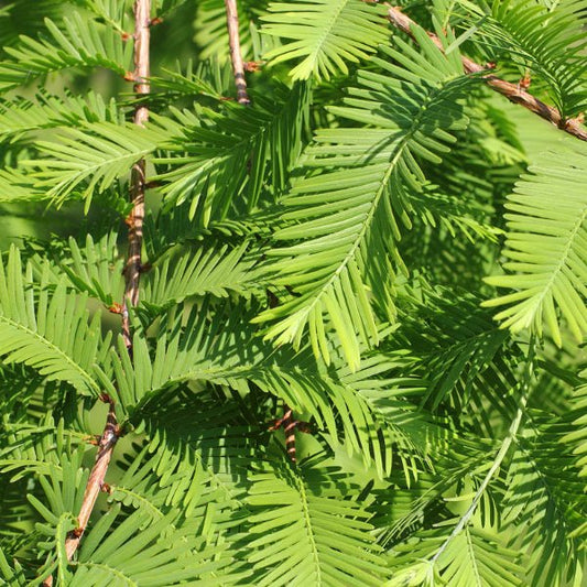 Close-up of Dawn Redwood Tree's fern-like needles turning gold in autumn