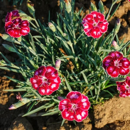 Red and white flowers with green leaves on a natural background