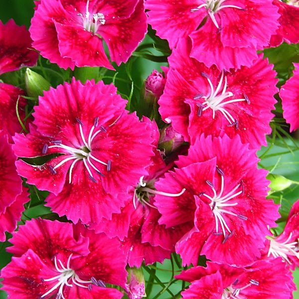 Greenwood Nursery Dianthus Frosty Fire for Containers and Borders"