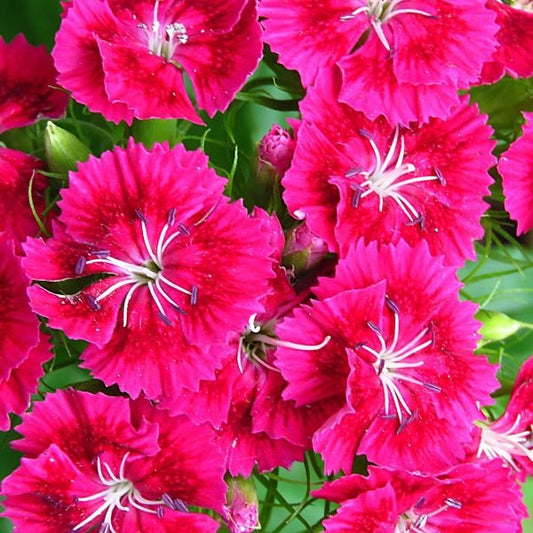 Greenwood Nursery Dianthus Frosty Fire for Containers and Borders"