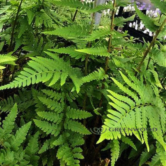 Close-up of Dixie Wood Fern's evergreen fronds