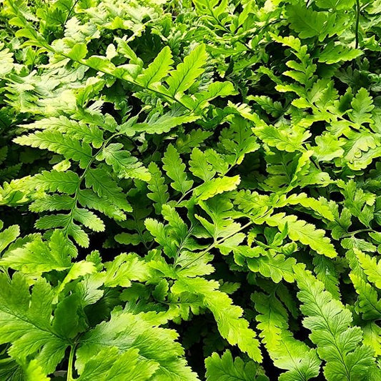 Dixiewood_fern Dryopteris x australis
