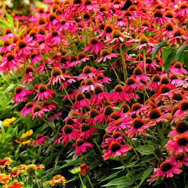 Close-up of Pow Wow Wild Berry Coneflower's pink flowers